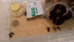 Временное содержание двупятнистых сверчков