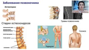 АНАТОМИЯ КРАТКО