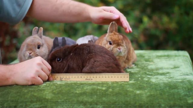 Взрослые миноры производители длина тела около 20 см смотреть онлайн