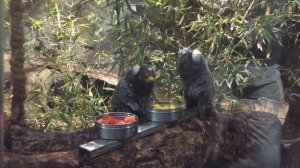 Уистити едят манго