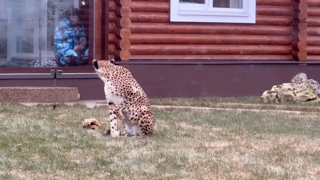Гепард Герда и малыш гепардик! Реакция Герды на плюшевого котенка гепарда!