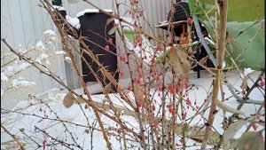 Климат, погода, зима в городе Лиски Воронежская область. 4 декабря 2019 год.