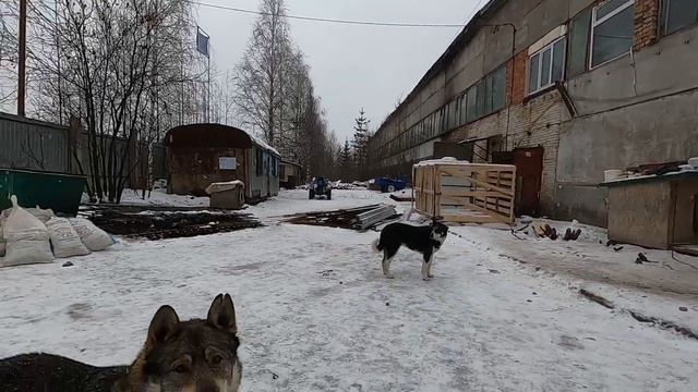 Друзей не покупают