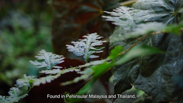 Little Known Facts About Selaginellas & How to Care For Them смотреть онлайн