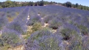 Lavender in Provence | Лаванда | Прованс