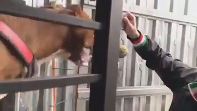 как тренеровать Пит бультерьера!
