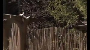 !!!!Купеческий дом  Необычный стиль дома