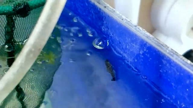 Новая рыба на разводне / Апистограмма Рамирези (Apistogramma ramirezi) / Анциструсы / Барбусы смотреть онлайн