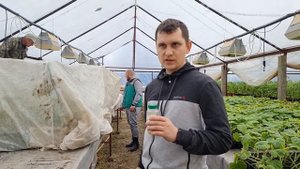 Технология выселения Макролофуса на рассаду томата