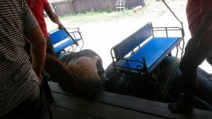 слон хоботы