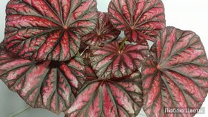 Монолог про цветок - Бегония Малайзия (Malaysia)