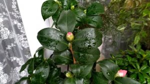 МОИ КОМНАТНЫЕ ЦВЕТЫ: КАМЕЛИЯ