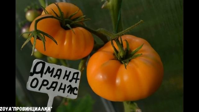 Семена ТОМАТОВ на 2020 год/ Сорта от коллекционеров/обзор/#tomatoseeds #thegarden #семенатоматов
