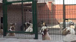 Питомник "Русский Риск" щенки овчарки кавказской, среднеазиатской - алабай