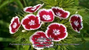 Турецкая гвоздика: посадка и уход, фото цветов на участке