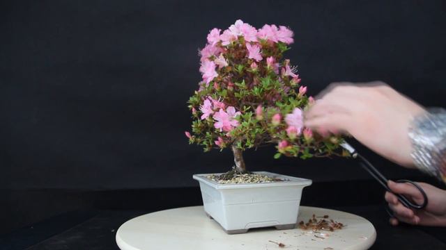 Bonsái Azalea floreciendo - Trabajos de mantenimiento (Rhododendron Indicum) смотреть онлайн
