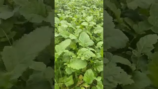 #shorts ЗАЕВ ЮРИЙ, СИДЕРАТ ГОРЧИЦА, ПЛОДОРОДИЕ ПОЧВЫ/ЗАЕВ ЮРИЙ*СЕЛЯНИН смотреть онлайн