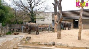 Animals at the Zoo: Best animals observe for kids