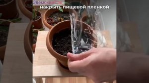 Как вырастить Папайю дома за 14 дней. Экспериментируем вместе.