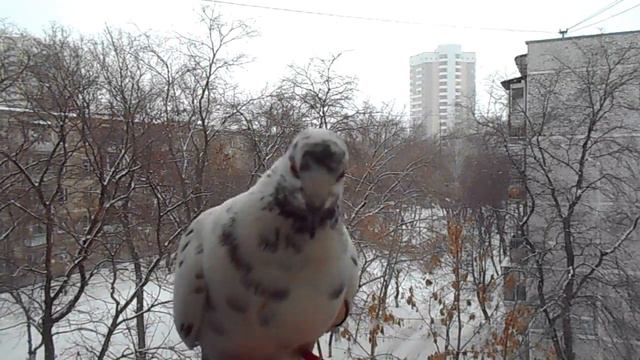 ЦИРКОВОЙ НОМЕР от ГОЛУБЯ ЗЕФИРА! смотреть онлайн