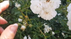 Избавляюсь от розы сорта Свани (Swany)! Что случилось, что нужно знать, прежде чем Вы ее посадите.