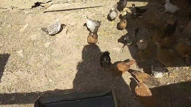 Корм для цыплят в домашних условиях, сбалансированный