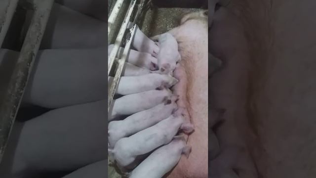 Племенные поросята породы Крупная Белая.