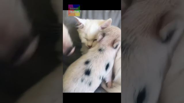 Приколы c Животными До Слёз / Смешные Кошки и Собаки / Смешные Видео с Животными /Видео с Котами #2 смотреть онлайн