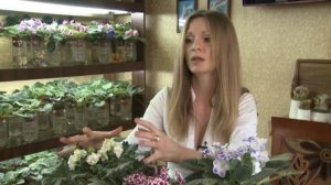 Кухня Фиалки-Татьяна Огородникова (фиалки, стрептокарпусы в Беларуси)