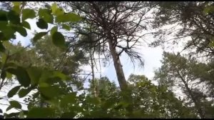 "Почему так называется?" Бекарюковский бор (14.10.2013)