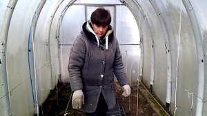 Сажаем картофель в теплицу в феврале.