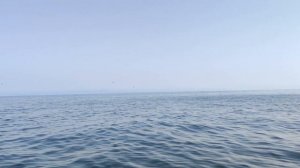 Морская рыбалка Лакедра , Владивосток , камбала , Honda 90 , Nissan Seabreeze 500 , Nikolay Baryshe