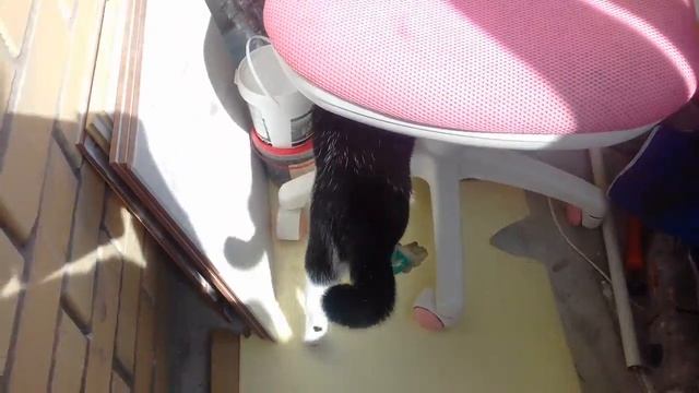 Кот летяга смотреть онлайн