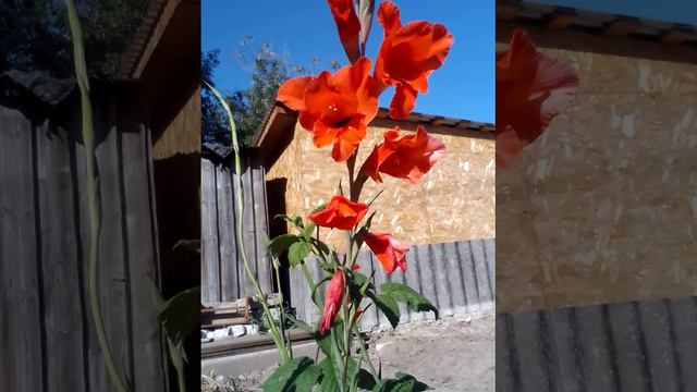 Гладиолусы, сезон 2023 год. смотреть онлайн