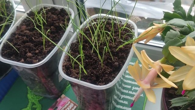 Поспела земляника в феврале.Сажаем физалис.Какой сорт физалиса выбрать.Стрижка лука.Лук Эксибишен смотреть онлайн