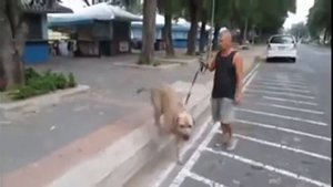 Топ 8 котов защитников