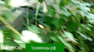Крыжовник Звездочет