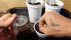 Бонсай с самого начала из желтой акации часть 1 Bonsai from the start of yellow acacia part 1