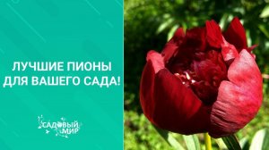 Самые шикарные коллекционные пионы для вашего сада