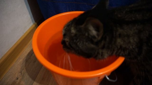 ASMR звуки воды кот пьёт! ASMR sounds of water the cat is drinking! смотреть онлайн