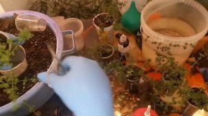 Пересадка Бакопы