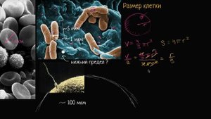 Размер клетки (видео 4) Строение клетки Биология.mp4