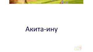 Учим породы собак (часть 1) \ карточки домана\ Learning dog Breeds (Part 1)\ Doman cards