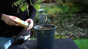 Jacaranda Bonsai care