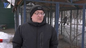 Что за птица – канюк?