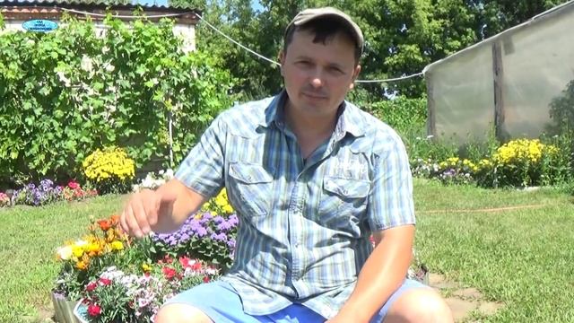 РАЗМНОЖЕНИЕ ЧЕСНОКА "БУЛЬБОЧКАМИ"-ТРИ СПОСОБА!!! смотреть онлайн