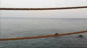 Акулы 2019 в Египте Grand Rotana Resort & Spa Акулы 2019