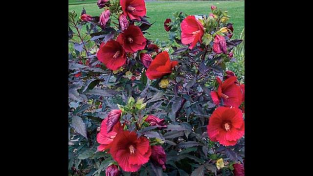 What Is a Red Maple Leafed Hibiscus? смотреть онлайн
