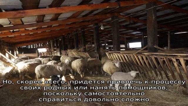 Загон или дом для овец смотреть онлайн