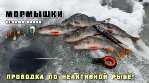 ЛОВЛЯ ОКУНЯ ЗИМОЙ на мотыля МОРМЫШКИ КАПЛЯ И ВЕДЬМА рыбалка